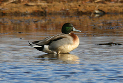 Anas platyrhynchos × acuta