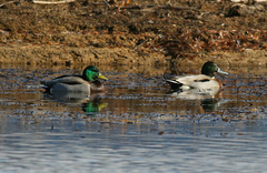 Anas platyrhynchos × acuta