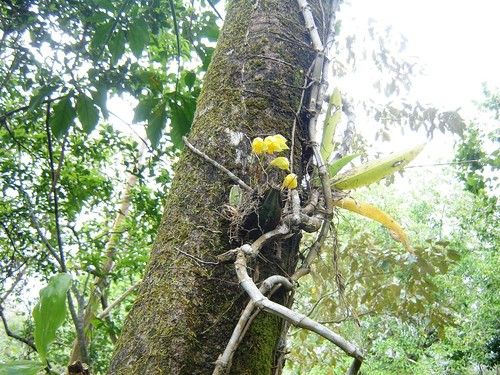 Lycaste consobrina, photograph 4