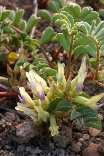 Astragalus lentiginosus var. lentiginosus