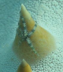 Ophiothela