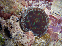 Mycetophyllia