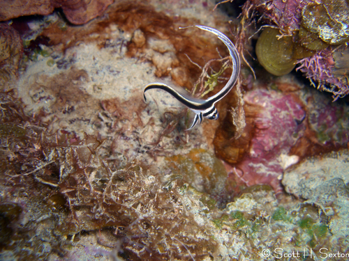 Spotted drum