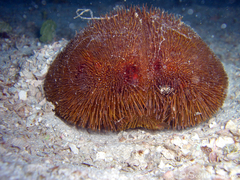 Spatangoida