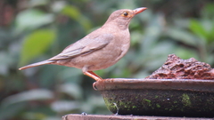 Turdus simillimus