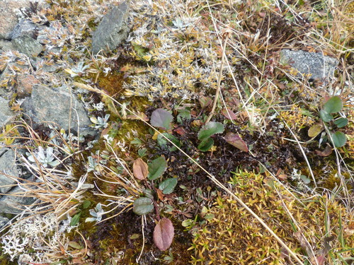Image of Packera pauciflora by (c) J Straka, some rights reserved (CC BY)