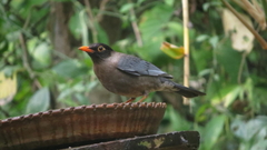 Turdus simillimus