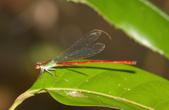 Ceriagrion chaoi