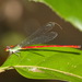 Ceriagrion chaoi - Photo (c) Andrew Pierce, μερικά δικαιώματα διατηρούνται (CC BY-NC), uploaded by Andrew Pierce
