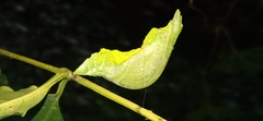 Papilio helenus daksha