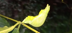 Papilio helenus daksha