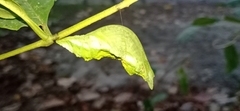 Papilio helenus daksha