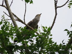 Cuculus micropterus