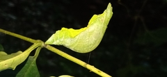 Papilio helenus daksha