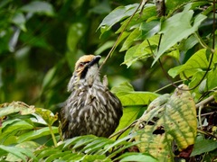 Pycnonotus zeylanicus