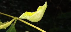 Papilio helenus daksha