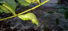 Papilio helenus daksha