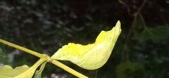 Papilio helenus daksha