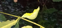 Papilio helenus daksha