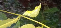 Papilio helenus daksha