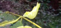 Papilio helenus daksha