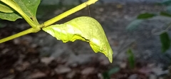 Papilio helenus daksha