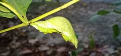 Papilio helenus daksha
