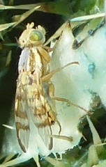 Terellia occidentalis