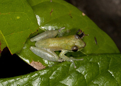 Scarthyla goinorum