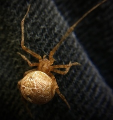 Tidarren sisyphoides