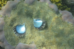 Pinctada margaritifera