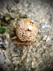 Tidarren sisyphoides