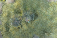 Pinctada margaritifera