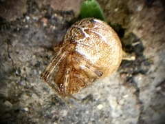 Tidarren sisyphoides