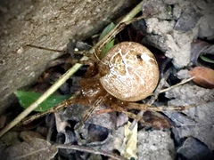 Tidarren sisyphoides