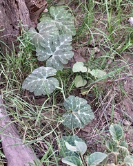 Cucurbita cordata