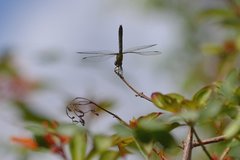 Pachydiplax longipennis