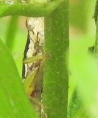 Pseudoxya