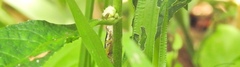 Pseudoxya