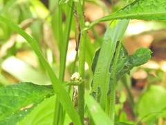 Pseudoxya