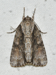 Acronicta connecta