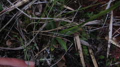 Gomphichis