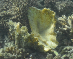 Hippopus