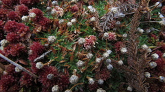 Paepalanthus dendroides