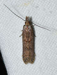 Dichomeris ligulella