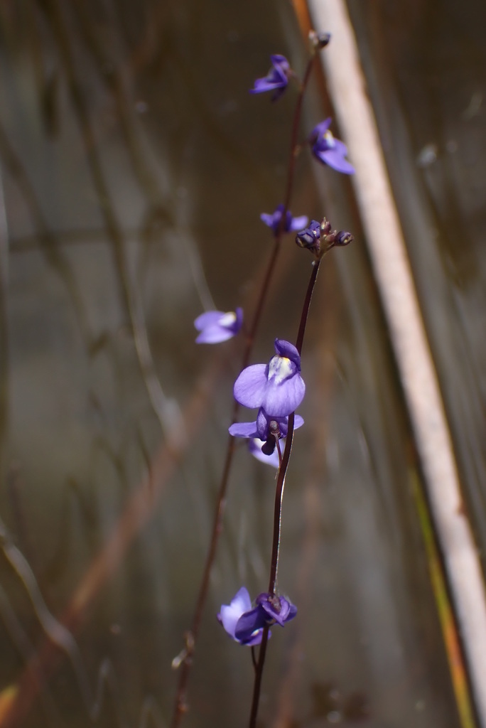 Utricularia biloba