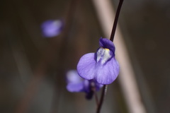 Utricularia biloba