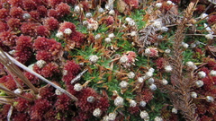 Paepalanthus dendroides