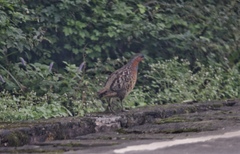 Bambusicola thoracicus