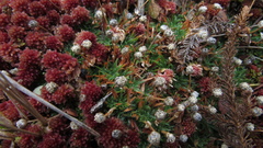 Paepalanthus dendroides